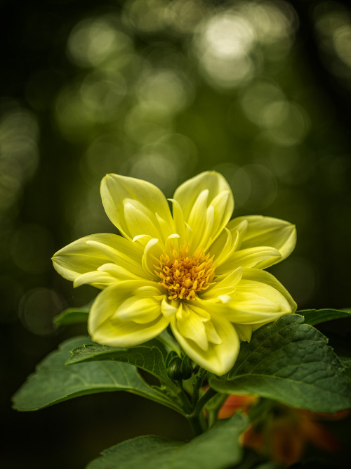 gbiechele:Dahlia Dazzel  Minolta MC Macro Rokkor 50mm-QF f/3.5 lens on Sony A7