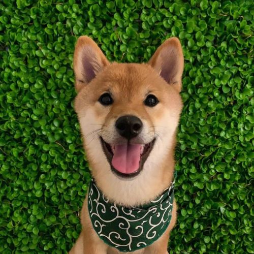 Posing for his badge photo. New office pawlicies - Gotta make this good boye official. . . . . #shib