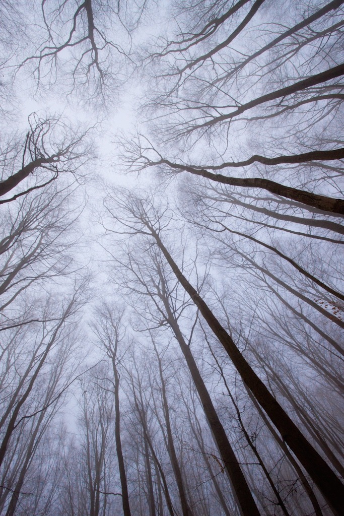 decepticun:  neural network | by galuppi 