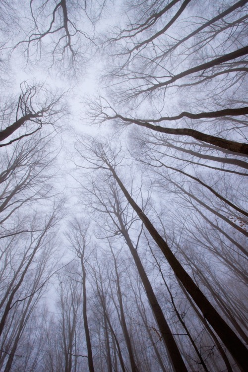 decepticun:  neural network | by galuppi 