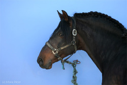 transperceneige:   Pure spanish horses by