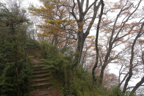 037-山毛櫸-秋景-霧景-太平山 by 小巨人看世界 on Flickr.