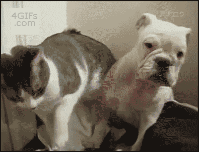 4gifs:  [unedited]