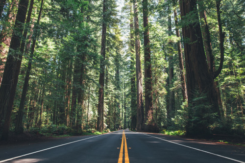 brianfulda:  On Thursday and Friday, I road tripped up to Redwood National Park and the surrounding areas with my good buddy Adam. Being in the presence of some of the tallest and oldest trees in the world is incredibly humbling! Some of the trees we