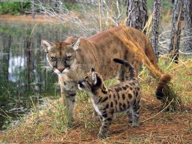bestianatura:  The  Florida Panther despite it’s name, it’s actually a type of