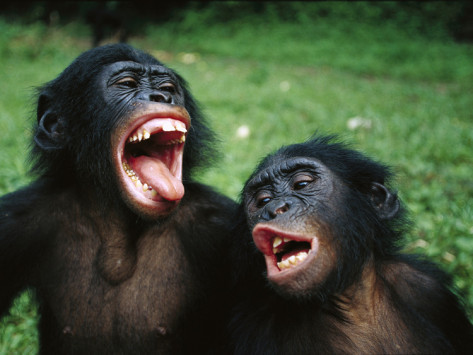 314eater:bonobos