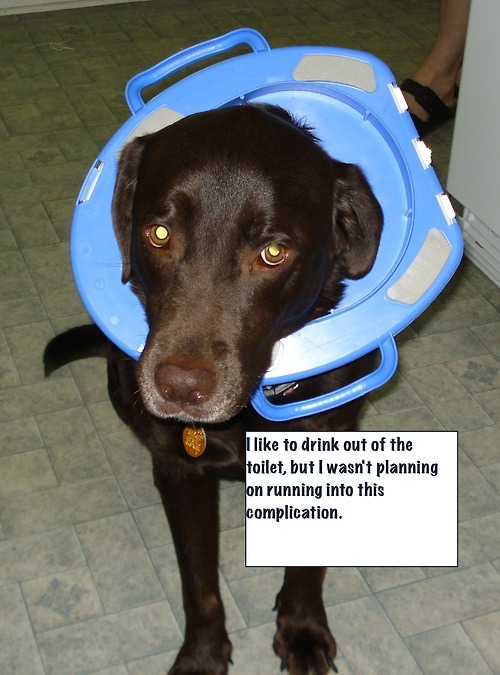 eridan-wwhatevver:  ladyamberlea:  laughing so hard right now  good dog best friend