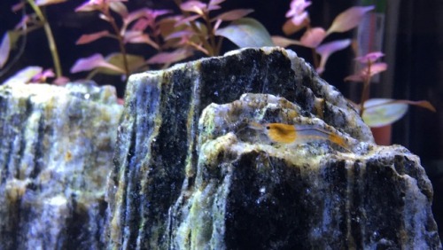 pangiocaridina:they sit