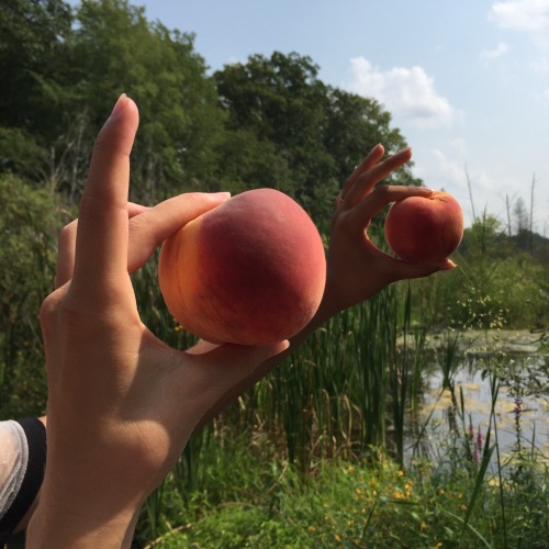 hellobeautifulworld266: Peach pals!!!