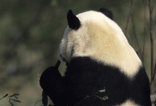 giantpandaphotos:  © Taylor S. Kennedy.