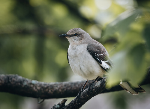 Fauna in Spring.Clockwise from top left:Eastern BluebirdNorthern MockingbirdMourning DovePurple Mart