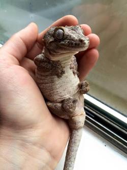 forestrees:  awwww-cute:  My gargoyle gecko is awkward and adorable (Source: http://ift.tt/1L6WYQt)  his lil toes are all curled up and his lil hands are on his lil chest awwwwww