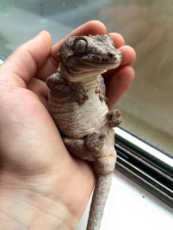 daily-meme:  My gargoyle gecko is awkward and adorable.http://daily-meme.tumblr.com/