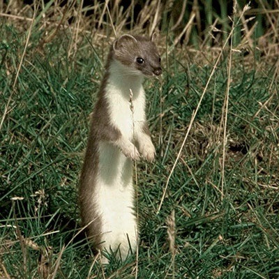Weasel MacCready!?