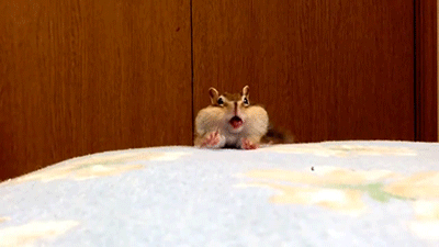 gifsboom: [video] 