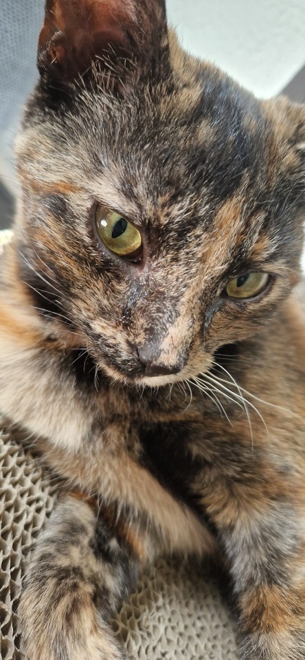A close up photo of a tortoiseshell kitten. She's leaning on one shoulder and is looking directly into the camera as if posing for a tinder profile picture. 