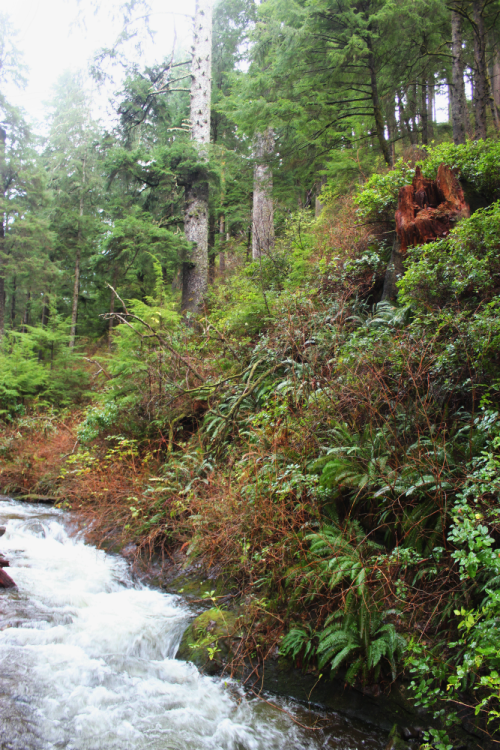 quiet-nymph:◈ Pacific Northwest photography by Michelle N.W. ◈ ◈ Print Shop ◈ Blog ◈ Flickr ◈ ◈ Plea