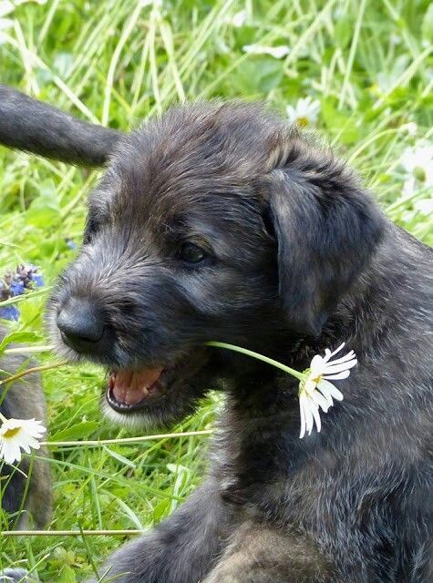 escapedosmil:thecutestofthecute:  Irish Wolfhounds adult photos