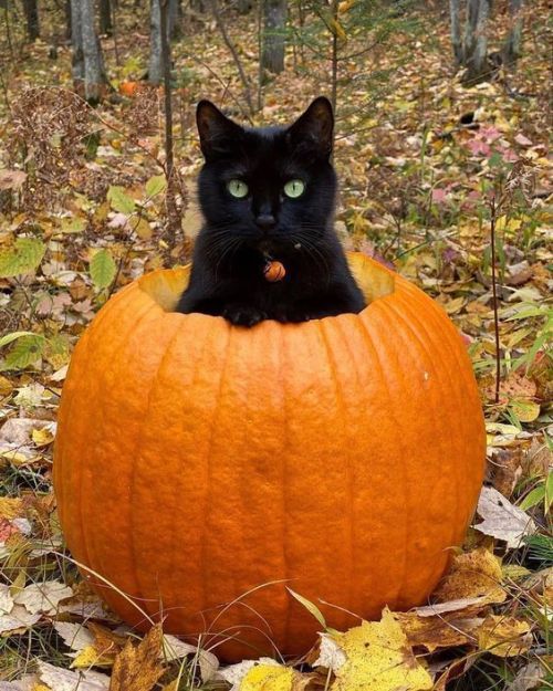 inkedpumpkin - Inked Pumpkin