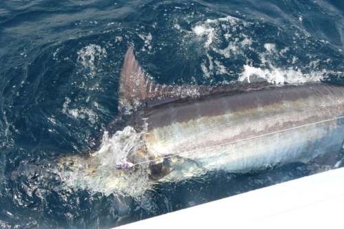 Joli marlin bleu pris sur Tunamad au Gabon…
Bravo et...
