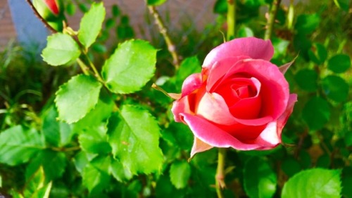 pink rose