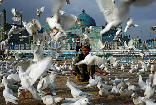   Feeding the doves at the shrine of hazrat ali in mazar-i-sharif. revered by muslims as the to