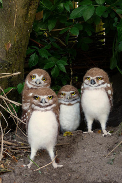 funnywildlife:  grumpygroup by helenpriem