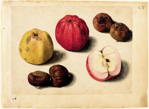 art-and-things-of-beauty:Jacques le Moyne de Morgues (1533-1588) A sheet of studies of fruits: apple