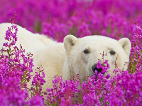 landscape-photo-graphy:Adorable Polar Bear Plays in Flower FieldsCanadian photographer Dennis Fast&n