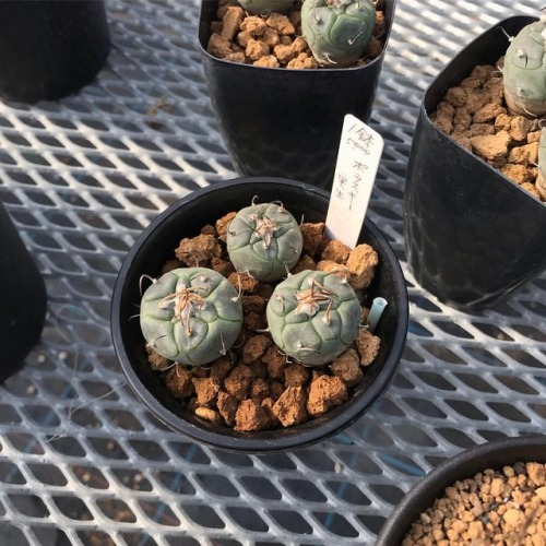 Turbinicarpus polaskii #cactus #サボテン #succulentswww.instagram.com/p/BrJs3ZJHNpg/?utm_source=