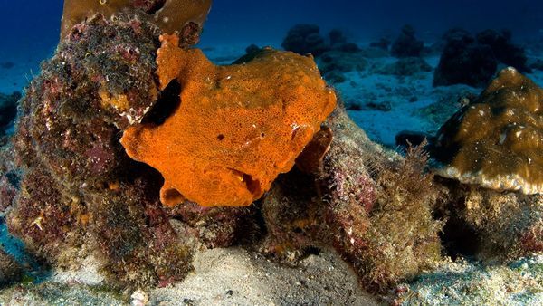 • Phylum: Chordata
• Family: Antennariidae
The Frog Fish is a type of anglerfish that is found in almost all tropical and subtropical oceans around the world. It uses spinules and other appendages to change its texture and color, which allows for its...