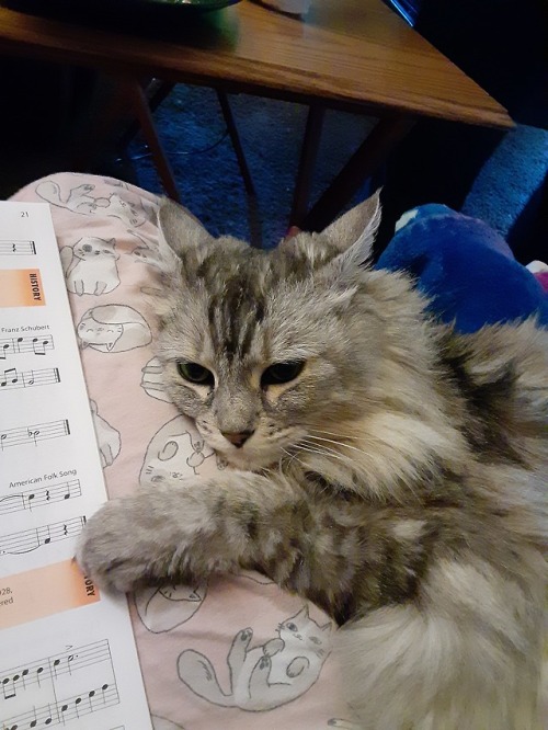 airyairyaucontraire: mostlycatsmostly: This is my beautiful baby named Rory! I was reading and looke