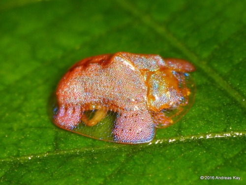 end0skeletal: Tortoise Beetles by Andreas Kay