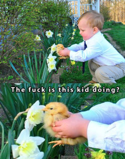 advice-animal:  Boy helps his pet chicken smell a flower…http://advice-animal.tumblr.com/ 