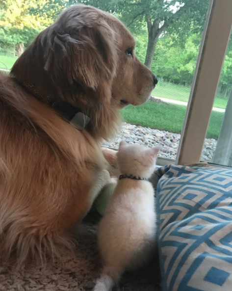 catsbeaversandducks: Mojito The Therapy Dog And Skywalker The Deaf Kitten Best friends! Photos by ©m