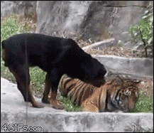 Dog steals from tiger