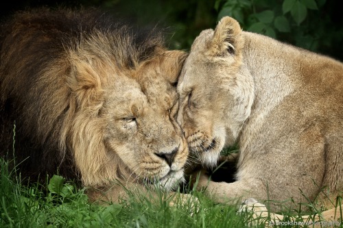 &ldquo;I love you. I love you too.&rdquo;A little bit of lion love at Chester Zoo&hellip