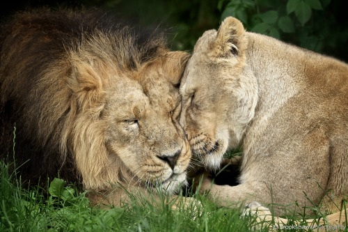 “I love you. I love you too.”A little bit of lion love at Chester Zoo… :-)