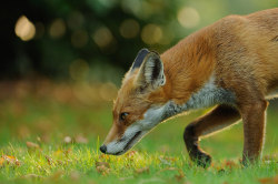 owls-n-elderberries:  Red Fox by Benjamin Joseph Andrew on Flickr.