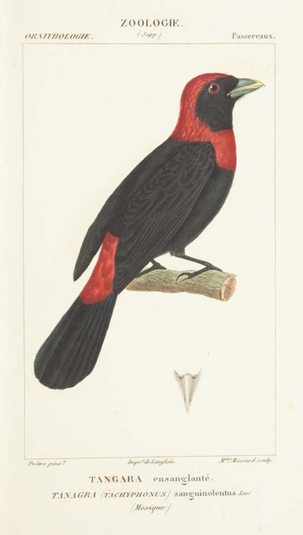 Paul Gervais, Birds from Atlas de Zoologie, 1844. Paris. The complete book via biodiversitylibrary.
