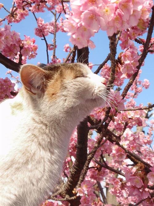 mamasam: dojiahol735: (〓 たんねる 〓 黄金のコラボ！　桜と猫の美しすぎる画像集から) THEY LOOK SO HAPPY TO HAVE FLOWERS YAAAAAAY