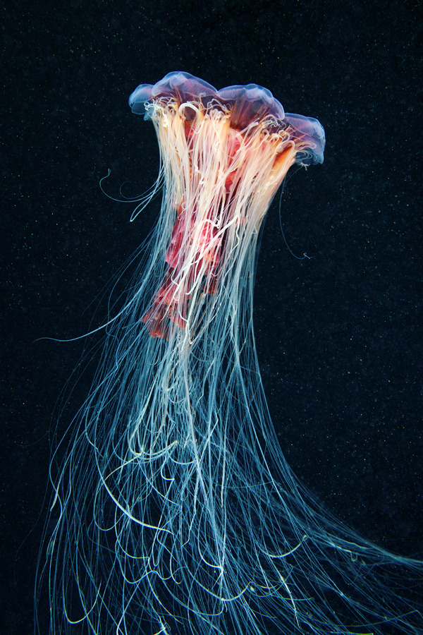cerceos:  Alexander Semenov  Jellyfish Madness, 2012 Flickr | Website 