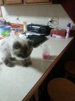 jalex-shmalex:  I just walked in on her drinking some strawberry milk.