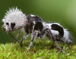 cool-critters:  Velvet Ant (Mutillidae) Velvet