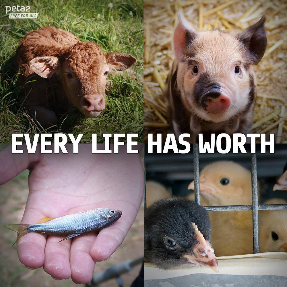 forza-tricolor:  tyraspanks:peta2:  They are precious lives, not meals.  *holds fish