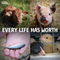 yourownpetard:  tyraspanks: peta2:  They are precious lives, not meals.  *holds fish out of water*  How much worth though? Apparently PETA’s answer is “Not much” since they euthanize almost every animal they get their hands on.  They are all precious