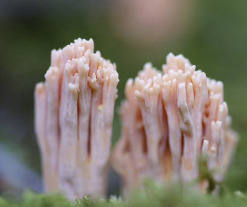 quiet-nymph: Fantastic Fungi photography by eyelyft on Flickr
