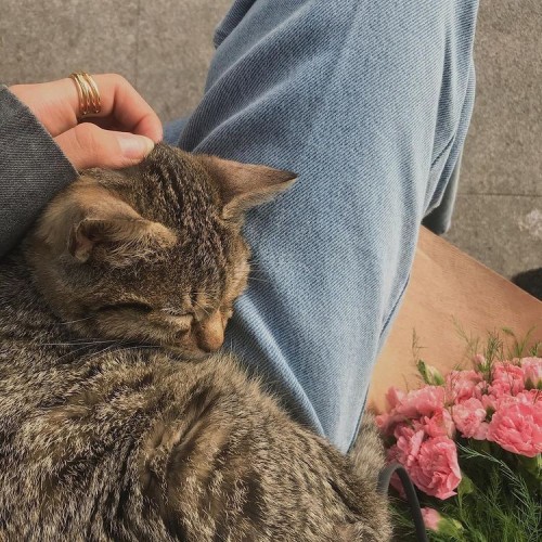 June, Cats And Paris.