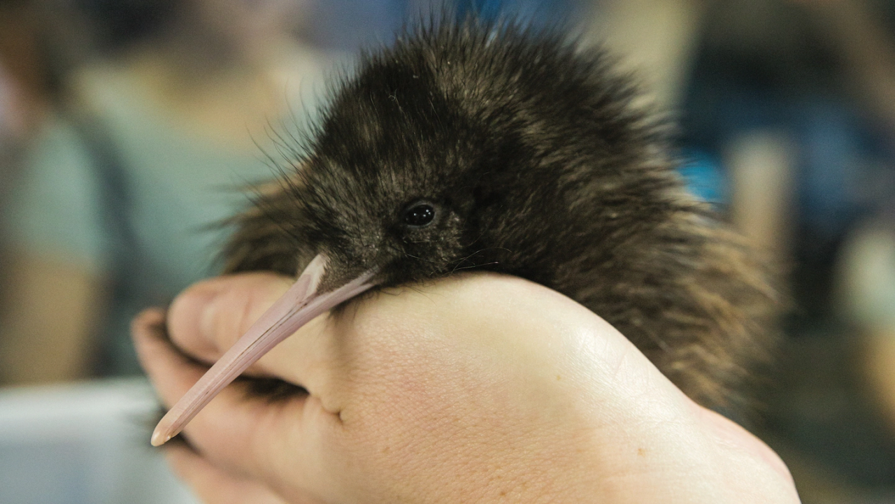 Kiwi smol