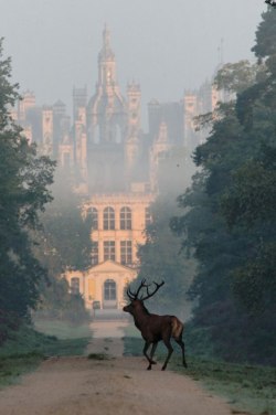 magic-of-eternity:    Château de Chambord.